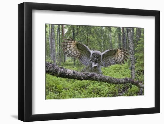 Great Grey Owl (Strix Nebulosa) Landing on Branch, Oulu, Finland, June 2008-Cairns-Framed Photographic Print