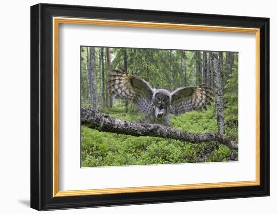 Great Grey Owl (Strix Nebulosa) Landing on Branch, Oulu, Finland, June 2008-Cairns-Framed Photographic Print