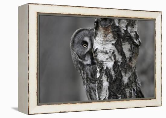 Great Grey Owl (Strix Nebulosa) Peering around Birch Tree, Bergslagen, Sweden, June 2009-Cairns-Framed Premier Image Canvas