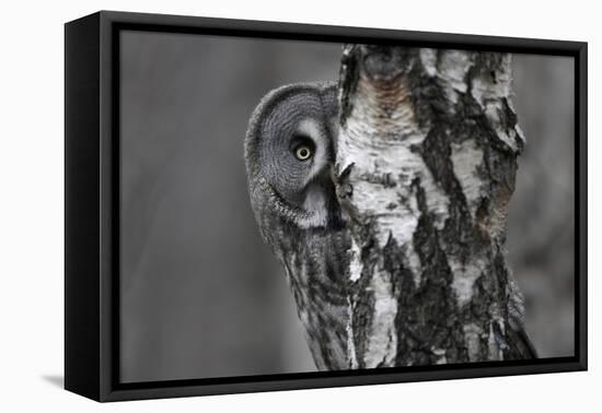 Great Grey Owl (Strix Nebulosa) Peering around Birch Tree, Bergslagen, Sweden, June 2009-Cairns-Framed Premier Image Canvas