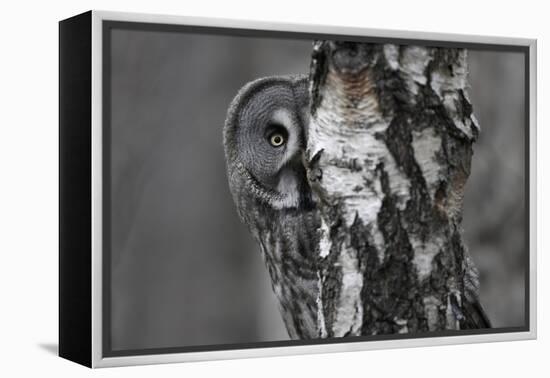 Great Grey Owl (Strix Nebulosa) Peering around Birch Tree, Bergslagen, Sweden, June 2009-Cairns-Framed Premier Image Canvas