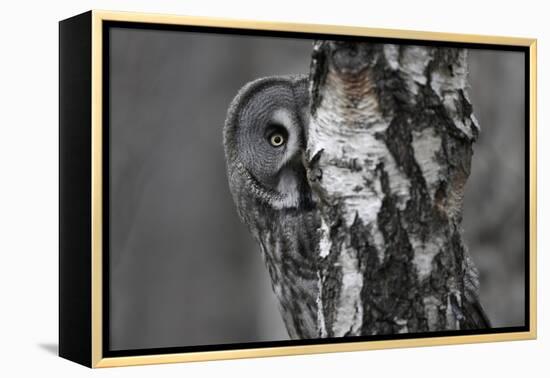 Great Grey Owl (Strix Nebulosa) Peering around Birch Tree, Bergslagen, Sweden, June 2009-Cairns-Framed Premier Image Canvas