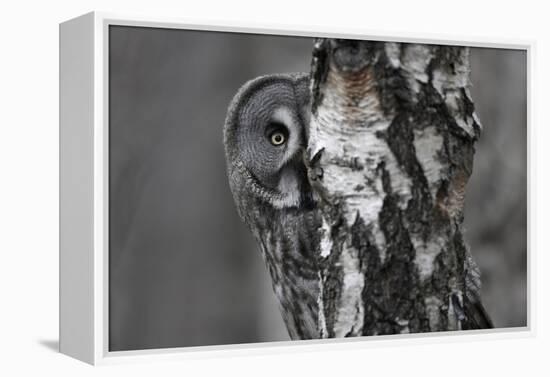 Great Grey Owl (Strix Nebulosa) Peering around Birch Tree, Bergslagen, Sweden, June 2009-Cairns-Framed Premier Image Canvas