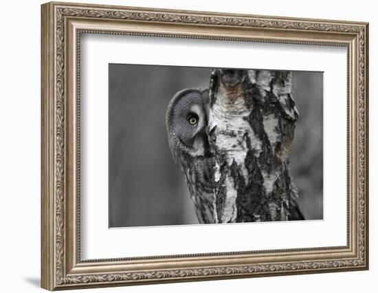 Great Grey Owl (Strix Nebulosa) Peering around Birch Tree, Bergslagen, Sweden, June 2009-Cairns-Framed Photographic Print