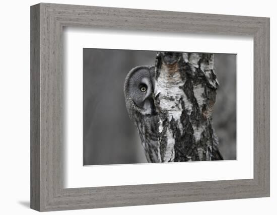 Great Grey Owl (Strix Nebulosa) Peering around Birch Tree, Bergslagen, Sweden, June 2009-Cairns-Framed Photographic Print