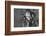 Great Grey Owl (Strix Nebulosa) Peering around Birch Tree, Bergslagen, Sweden, June 2009-Cairns-Framed Photographic Print