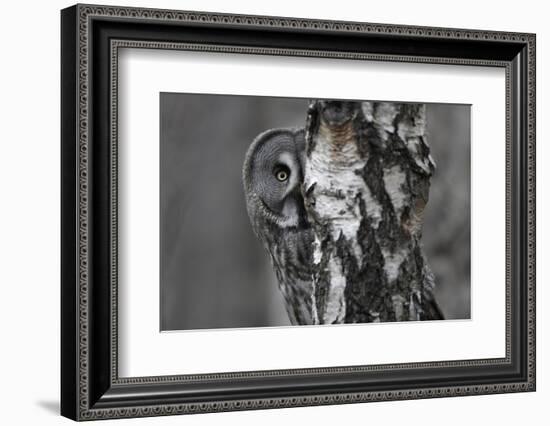 Great Grey Owl (Strix Nebulosa) Peering around Birch Tree, Bergslagen, Sweden, June 2009-Cairns-Framed Photographic Print