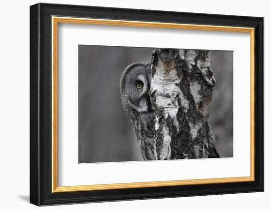 Great Grey Owl (Strix Nebulosa) Peering around Birch Tree, Bergslagen, Sweden, June 2009-Cairns-Framed Photographic Print