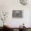 Great Grey Owl Winter Portrait-Mircea Costina-Giclee Print displayed on a wall