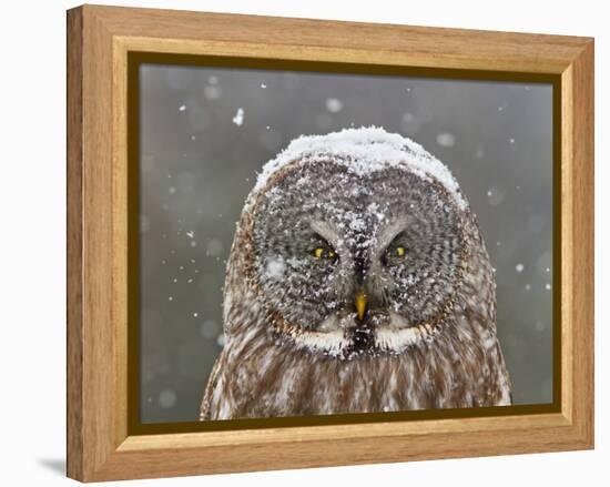 Great Grey Owl Winter Portrait-Mircea Costina-Framed Premier Image Canvas