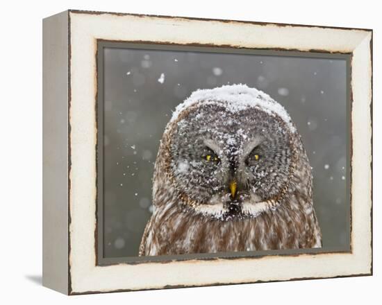 Great Grey Owl Winter Portrait-Mircea Costina-Framed Premier Image Canvas