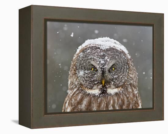 Great Grey Owl Winter Portrait-Mircea Costina-Framed Premier Image Canvas
