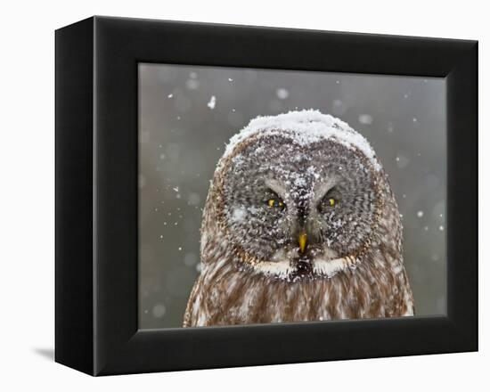 Great Grey Owl Winter Portrait-Mircea Costina-Framed Premier Image Canvas