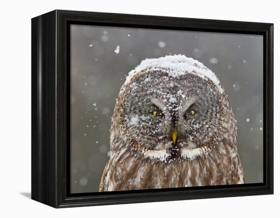 Great Grey Owl Winter Portrait-Mircea Costina-Framed Premier Image Canvas