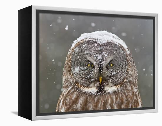 Great Grey Owl Winter Portrait-Mircea Costina-Framed Premier Image Canvas