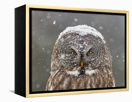 Great Grey Owl Winter Portrait-Mircea Costina-Framed Premier Image Canvas