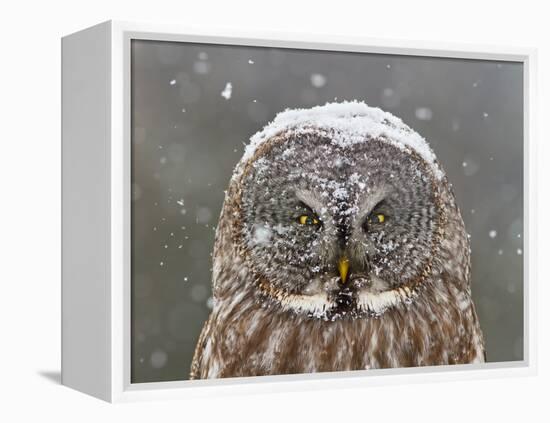 Great Grey Owl Winter Portrait-Mircea Costina-Framed Premier Image Canvas