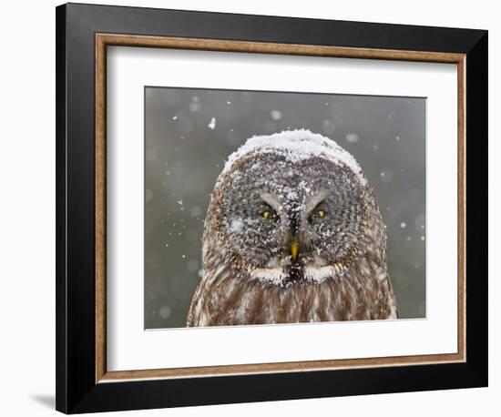 Great Grey Owl Winter Portrait-Mircea Costina-Framed Photographic Print