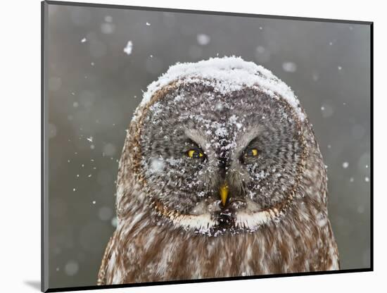 Great Grey Owl Winter Portrait-Mircea Costina-Mounted Photographic Print