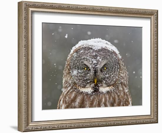 Great Grey Owl Winter Portrait-Mircea Costina-Framed Photographic Print