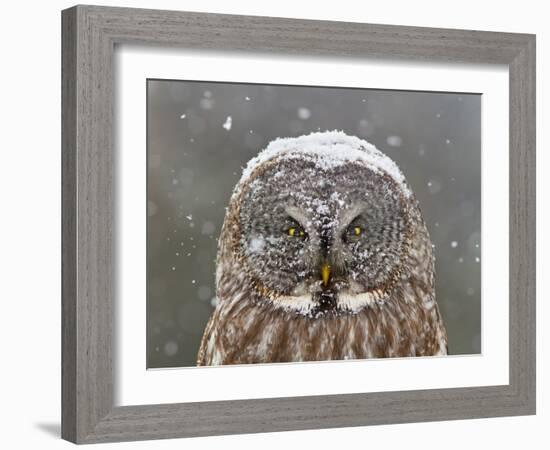 Great Grey Owl Winter Portrait-Mircea Costina-Framed Photographic Print