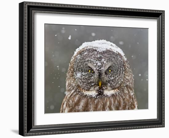 Great Grey Owl Winter Portrait-Mircea Costina-Framed Photographic Print
