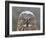 Great Grey Owl Winter Portrait-Mircea Costina-Framed Photographic Print