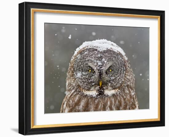 Great Grey Owl Winter Portrait-Mircea Costina-Framed Photographic Print