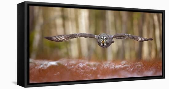 Great Grey Owl-Milan Zygmunt-Framed Premier Image Canvas