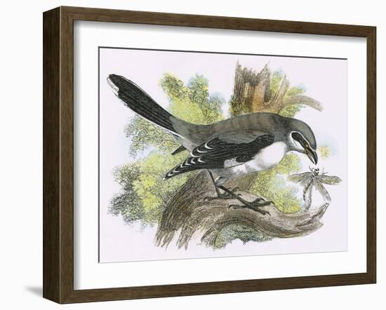 Great Grey Shrike-English-Framed Giclee Print