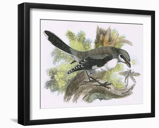 Great Grey Shrike-English-Framed Giclee Print