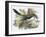 Great Grey Shrike-English-Framed Giclee Print