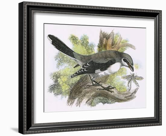 Great Grey Shrike-English-Framed Giclee Print