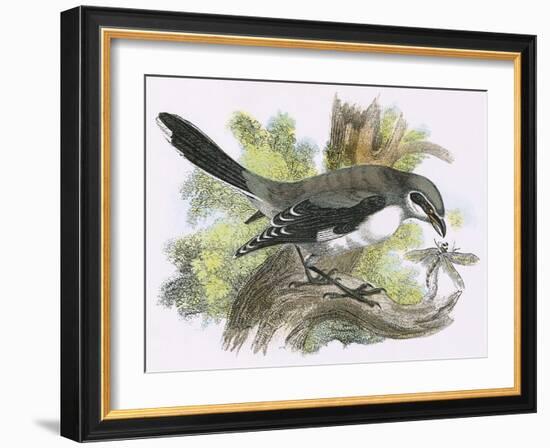 Great Grey Shrike-English-Framed Giclee Print