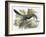 Great Grey Shrike-English-Framed Giclee Print