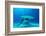 Great hammerhead shark, Bimini, Bahamas, Caribbean Sea-David Hall-Framed Photographic Print