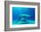 Great hammerhead shark, Bimini, Bahamas, Caribbean Sea-David Hall-Framed Photographic Print