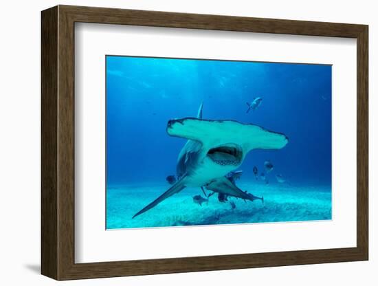 Great hammerhead shark, Bimini, Bahamas, Caribbean Sea-David Hall-Framed Photographic Print