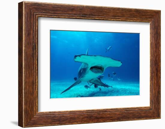 Great hammerhead shark, Bimini, Bahamas, Caribbean Sea-David Hall-Framed Photographic Print