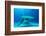 Great hammerhead shark, Bimini, Bahamas, Caribbean Sea-David Hall-Framed Photographic Print