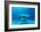 Great hammerhead shark, Bimini, Bahamas, Caribbean Sea-David Hall-Framed Photographic Print