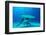 Great hammerhead shark, Bimini, Bahamas, Caribbean Sea-David Hall-Framed Photographic Print