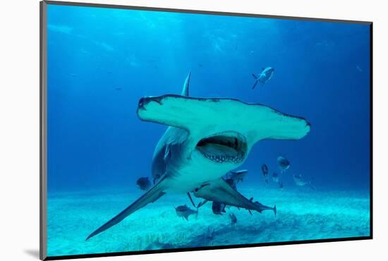 Great hammerhead shark, Bimini, Bahamas, Caribbean Sea-David Hall-Mounted Photographic Print