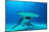 Great hammerhead shark, Bimini, Bahamas, Caribbean Sea-David Hall-Mounted Photographic Print