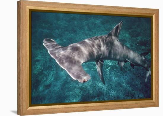 Great Hammerhead Shark-null-Framed Premier Image Canvas