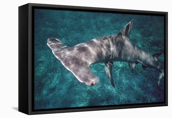 Great Hammerhead Shark-null-Framed Premier Image Canvas