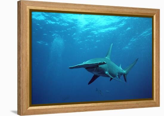 Great Hammerhead Shark-null-Framed Premier Image Canvas