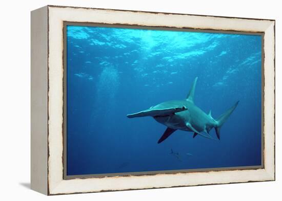 Great Hammerhead Shark-null-Framed Premier Image Canvas