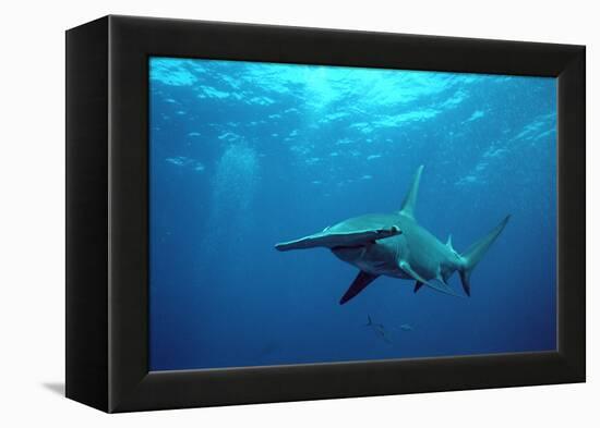 Great Hammerhead Shark-null-Framed Premier Image Canvas