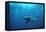 Great Hammerhead Shark-null-Framed Premier Image Canvas